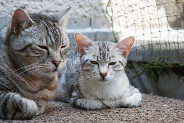 Junger Egyptian Mau Kater liegt mit seinem Freund auf dem Balkon