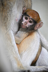 common patas monkey young animals zoo