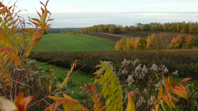 Roztocze fields in autumn on the hills between yellow leaves