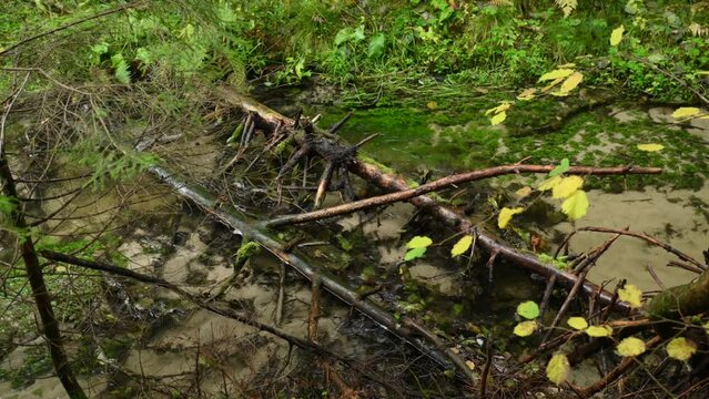 Pine trunks lying in the river in the cold transparent water of a stream flowing through a valley in the forest. 