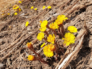 Yellow tussilago farfara flowers growing in dry grass on a hillside.