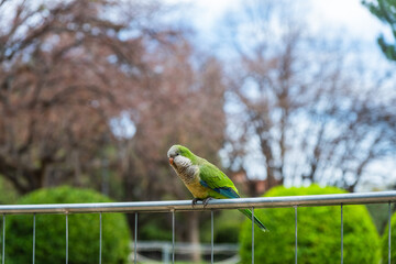 Ein Papagei auf einem Zaun in einem Park in Barcelona, Spanien