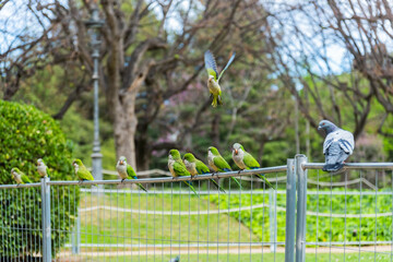 Papageien und eine Taube auf einem Zaun in einem Park in Barcelona, Spanien