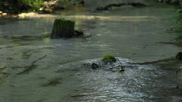 Slowly flowing water in a forest stream in autumn on a sandy bottom.