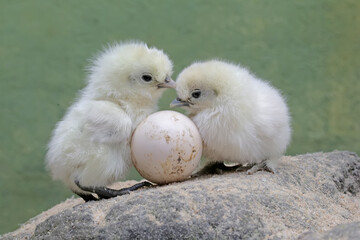 The cute and adorable appearance of two silkie chicks that have just hatched from the egg. This animal has the scientific name Gallus gallus domesticus.