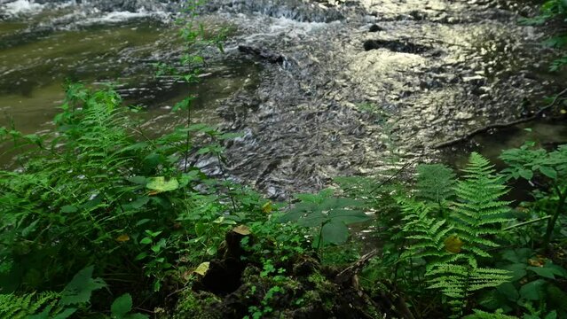 Ferns and mosses by a clear, slow-flowing stream on a summer morning