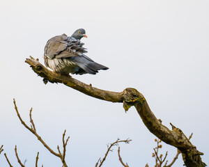 Pigeon perching on the dry thick branch in windy weather