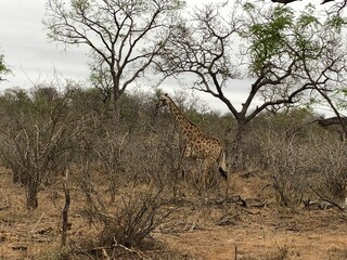 giraffe in the savannah