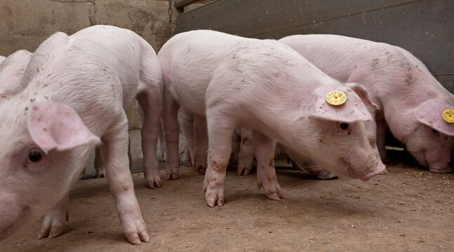 Piglets in stable. Young pigs. Farming
