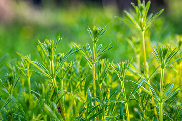 Galium aparine cleavers, clivers, goosegrass, catchweed, stickyweed, robin-run-the-hedge, sticky willy, sticky willow, stickyjack, stickeljack, and grip grass close-up In the spring