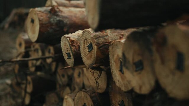 At the sawmill, fresh logs are carefully stacked for further processing. On the forestry grounds there are stacks of freshly cut pine logs. Each stack is marked with a number for accounting purposes
