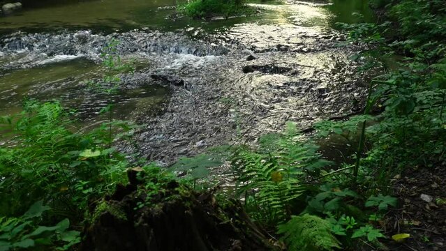 Video of a river flowing through a wild valley with ferns and moss