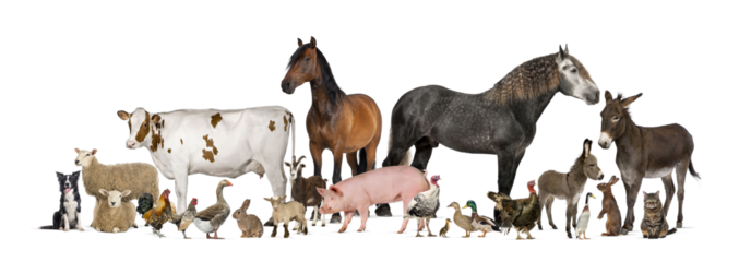 Large group of many farm animals standing together