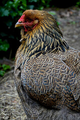 Poule Brahma au plumage perdrix