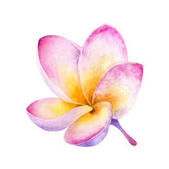 Hand drawn watercolor illustration of Pink Plumeria Flower isolated on a white background.