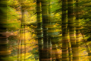 Motion blur abstract background of a beech forest in autumn