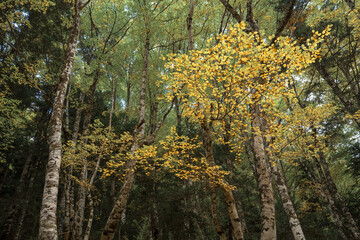 Beech forest in autumn in the Ordesa Valley National Park in Aragon Pyrenees. Huesca, Spain. Ara river waterfalls.