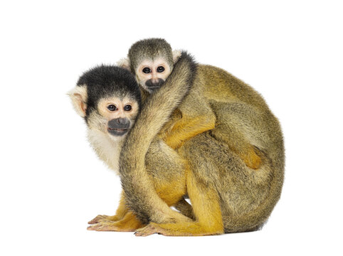 Side view of mother and baby Black-capped squirrel monkey on its back, Saimiri boliviensis