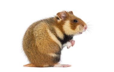 Side view of a European hamster On its hind legs, Cricetus cricetus, isolated on white