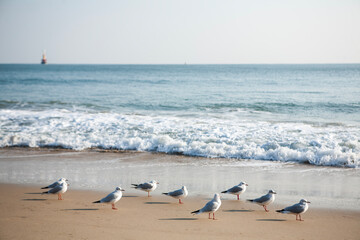 View of the seagulls and surf on the beach