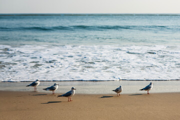 View of the seagulls and surf on the beach
