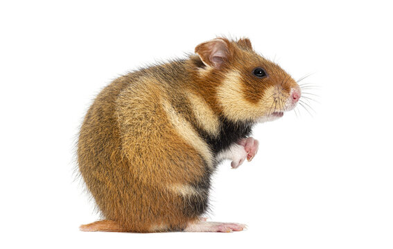 Side view of a European hamster On its hind legs, Cricetus cricetus, isolated on white