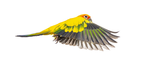 sun parakeet bird, Aratinga solstitialis, flying wings spread, isolated on white