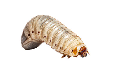 Close-up of eudicella gralli larva on white