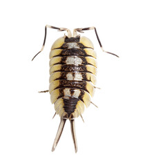 Giant Spanish Isopod, Porcellio expansus, isolated on white