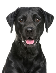 Close-up of a Happy panting black Labrador dog looking at the camera, Isolated on white, Remastered