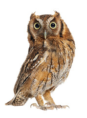 Naklejka premium Tropical screech owl, Megascops choliba, looking at the camera, isolated on white