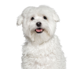 Maltese dog panting and looking at the camera, cut out