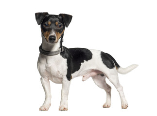 Standing Jack russell terrier looking at the camera, Isolated on white