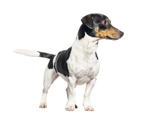 Standing Jack russell terrier looking away, cut out