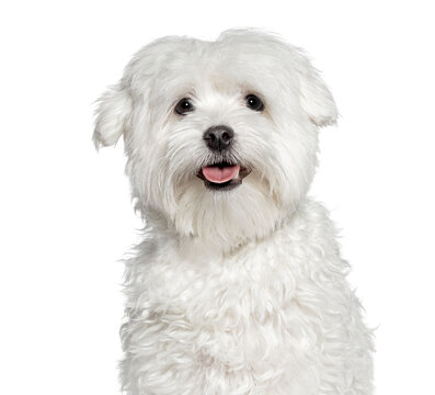 Maltese dog panting and looking at the camera, cut out - Powered by Adobe