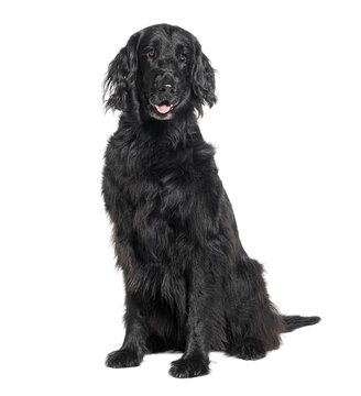 Portrait of a calm black dog sitting isolated on a black background