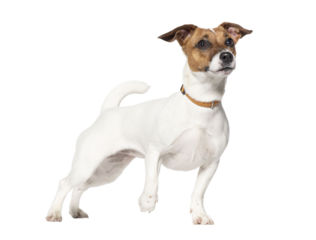 Standing Nine months old Jack Russell terrier looking up, Isolated on white
