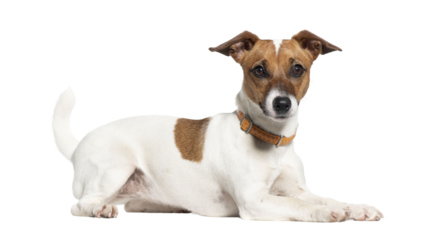 Nine months old Jack russell terrier Standing, looking at the camera, Isolated on white