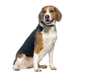 Beagle dog portrait on white background