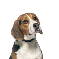 Close-up shot of a beagle dog with a black collar against a pure white backdrop