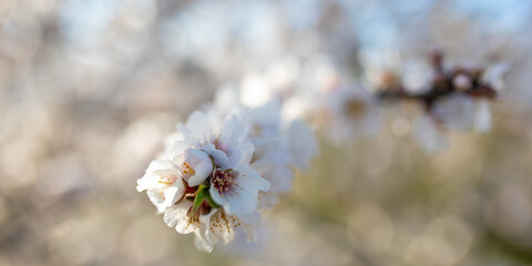 White Petals Of An Almond Tree