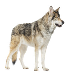 Side view of a Timber Shepherd a kind of Wolfdog, looking away, Isolated on white