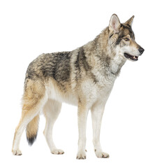 Obraz premium Side view of a Timber Shepherd a kind of Wolfdog, looking away, Isolated on white