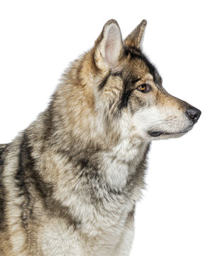 Head shot Side view of a Timber Shepherd a kind of wolf dog very similar to a wolf, facing and looking at the camera, Isolated on white