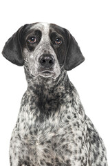 Head shot of a black and white spotted dog,  Braque d'auvergne, cut out