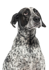 Close-up of a curious black and white spotted dog,  Braque d'auvergne,  with soulful eyes, sadness and questioning, cut out