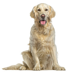 Golden Retriever Sitting,  panting and looking at the camera, isolated on white. Remastered