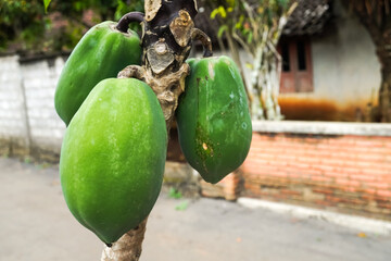 Close up photo of unique papaya tree with purple color of trunk and petiole bearing many fruit....
