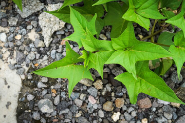 Close up photo of fresh green sweet potato leaves. Empty blank copy text space. Concept for World Environment Day and Earth Day.
