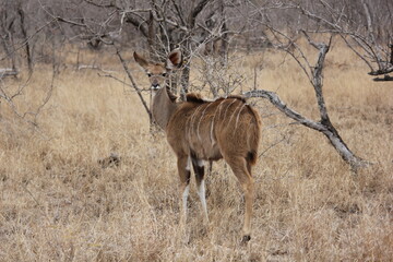 impala in the savannah